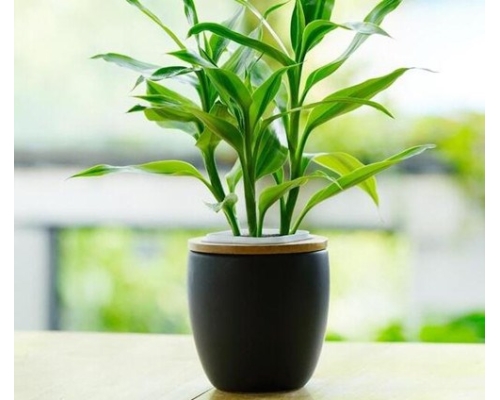 Những Loại Cây Thủy Sinh Thích Hợp Cho Phòng Làm Việc